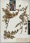 Foto von Salix hegetschweileri Heer x Salix retusa L.